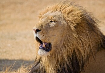 Close up of male lion