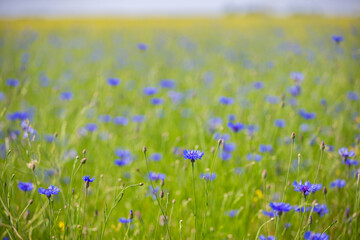 Cornflower field with green grass. Natural floral background. - obrazy, fototapety, plakaty