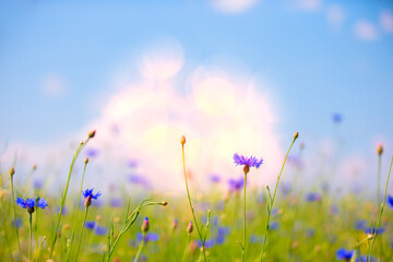 A cornflower field under the blue skies. Natural natural background.