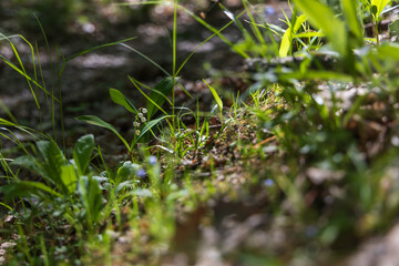 Lily of the valley - white flower with green leaves in the forest. Nice bokeh.