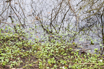 Natural background. Lake water in duckweed and tree branches.