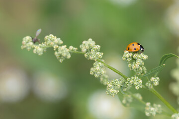 Ein Marienkäfer sitzt auf der Knospe einer Pflanze.
