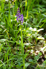 Das männliche Knabenkraut wächst in einem lichten Buchenwald.