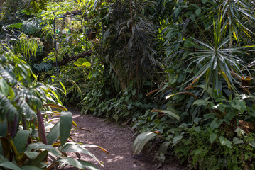 Naklejka premium Greenhouse with tropical plants. Greenhouse in a botanical garden with palm trees and tropical plants