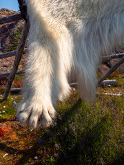 A polar bear paw on a stretched polar bear pelt.
