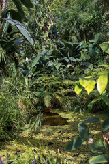 Greenhouse with tropical plants. Greenhouse in a botanical garden with palm trees and tropical plants