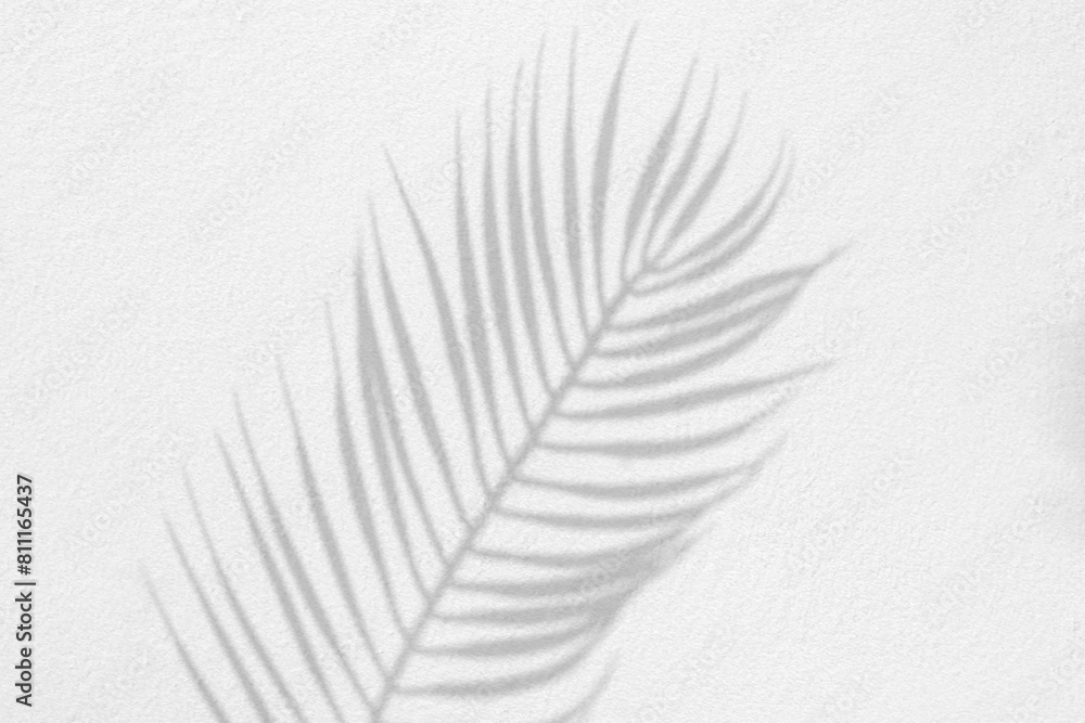 Poster Grey shadow of natural palm leaf abstract background falling on white wall texture for background and wallpaper. Tropical palm leaves foliage shadow overlay effect, foliage mockup and design