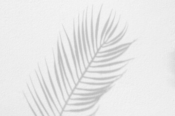Grey shadow of natural palm leaf abstract background falling on white wall texture for background and wallpaper. Tropical palm leaves foliage shadow overlay effect, foliage mockup and design
