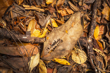 Dry leaves shot ideal for backgrounds and textures