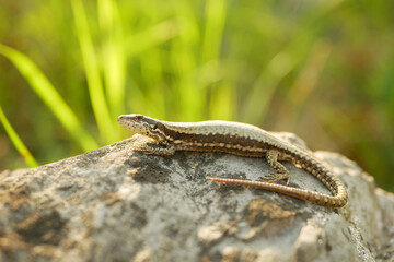 Podarcis muralis common wall lizard close-up European stone on sand reptile detail grass steppe and...