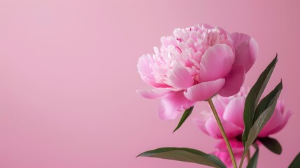Pink peony flower freshly displayed against a pink backdrop