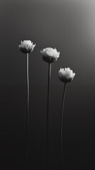 Three white flowers on dark background