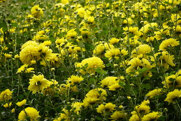 Close-up of yellow chrysanthemum blooming