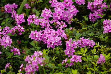Purple Lantana camara flowers bloom