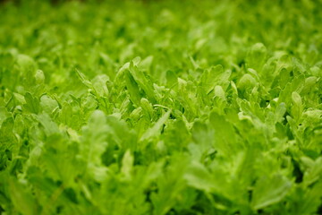 Natural green leaf background
