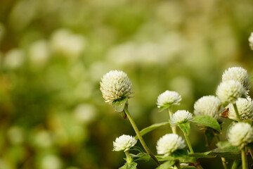 Close-up of Gomphrena globosa flower