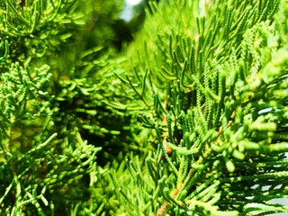 close up of green pine