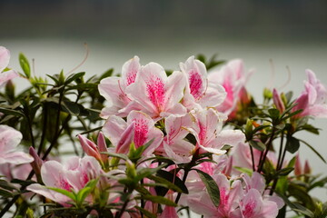 Close-up of blooming azalea flowers