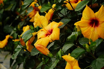 Close-up of blooming hibiscus