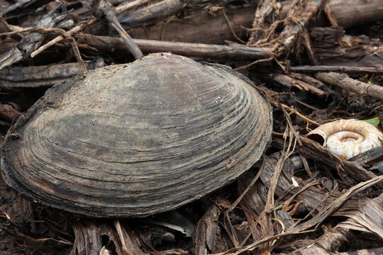 Large shell among leaves and branches on the river bank