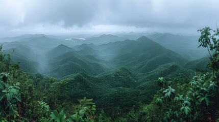 Obraz premium Misty rainforest view in the morning.