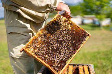 A man is holding a honeycomb with many bees on it. Concept of hard work and dedication, as the man...