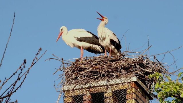 White Stork, Ciconia ciconia, couple in nest in courtship period at mating season.