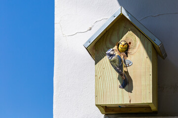 Nest box on a wall, adult blue tit bird feeding young with insect for its chicks. Portrait of...