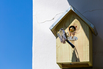 Nest box on a wall, adult blue tit bird feeding young with insect for its chicks. Portrait of Eurasian Blue Tit perched on the birdhouse.