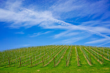 A beautiful scene of vineyard on sunny day in Slovenia.	
