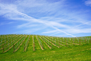 A beautiful scene of vineyard on sunny day in Slovenia.	
