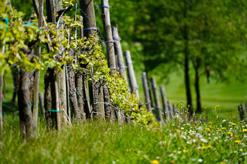 A beautiful close up look of vineyard on sunny day in Slovenia.	
