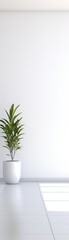 3d rendering of A white room with a plant in the corner