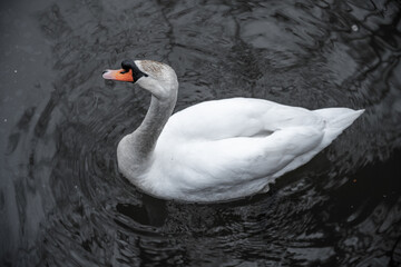 Fototapeta premium A solitary swan glides over the calm water, its white plumage contrasting with the dark surface. Top view
