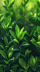 Fototapeta premium Verdant Impressions: Dark Green Abstract Oil Painting Background