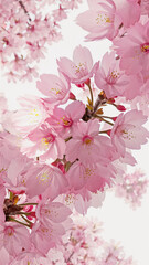 A close-up of luminous cherry blossoms in their peak bloom stage. The flowers are abundant and feature delicate pink petals with clearly visible yellow stamens. All the blossoms are set against a...