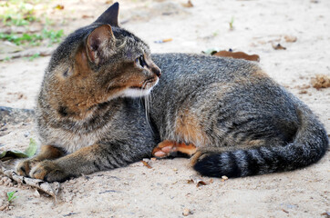 Cat is laying on ground and looking for something
