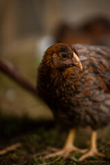 Chicken 