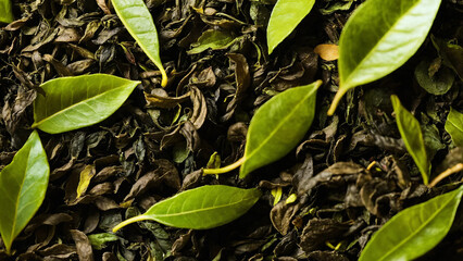 Tea leaves background 16:9 with copyspace