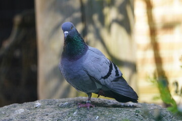 The rock dove, rock pigeon, or common pigeon (Columba livia) is a member of the bird family Columbidae. 