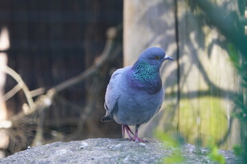 The rock dove, rock pigeon, or common pigeon (Columba livia) is a member of the bird family Columbidae. 