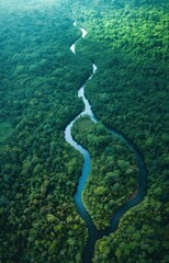 Aerial View of Meandering River Through Dense Jungle