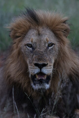 Fototapeta na wymiar Lion looking at camera in South Africa
