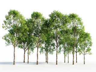 A group of trees on a white background.