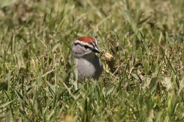 Chipping sparrow eating gone to seed dandelions