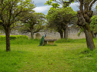 Peacock on a stone table in an old orchard in early spring, stone wall in the distance, cloudy sky, as if part of a fairytale
