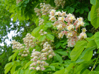 Closeup on chestnut flowers and leaves in spring, full bloom