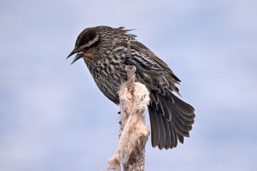 Female Red Winged blackbird in marsh