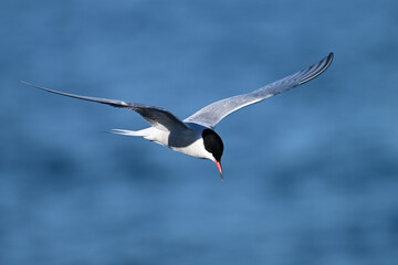 Common Tern in flight over water with wings spread 