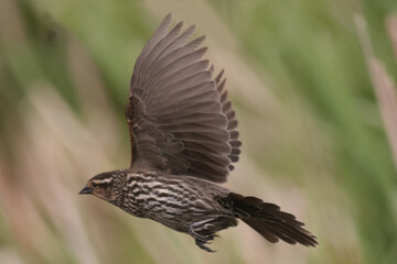 Red Winged Blackbird female flying in marsh in spring
